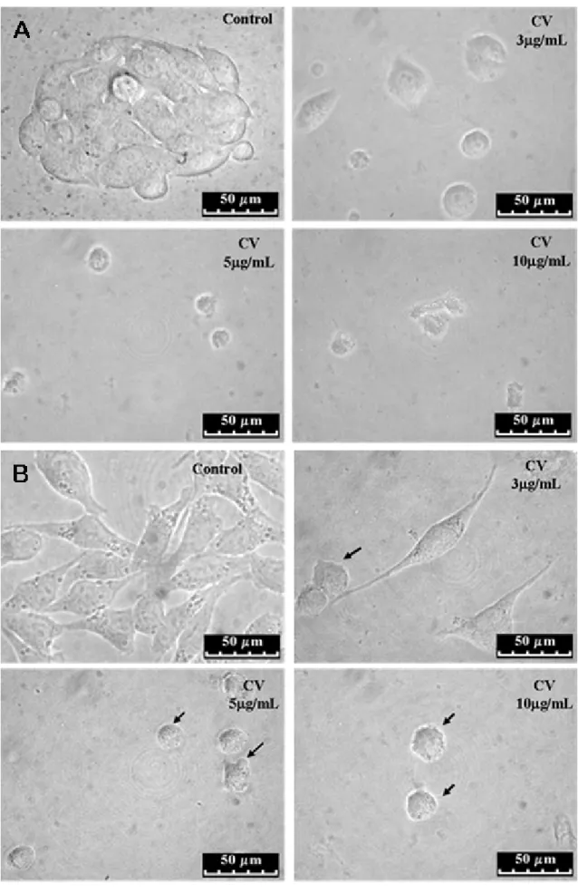 Figure  2.  CV  induces  morphological  changes  in  brain  tumor  cell  lines.  Photomicrographs  from  phase- phase-contrast  microscopy:  (A)  GH3  cells  and  (B)  RT2  cells