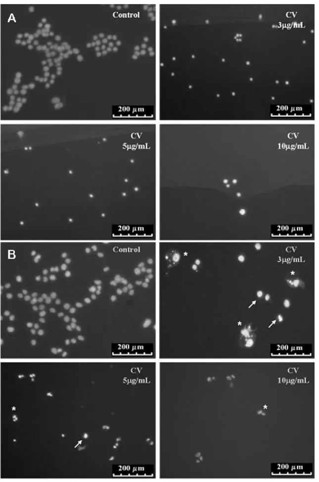 Figure 3.  Cell  death  induced  by  CV:  (A)  GH3  cells  and  (B)  RT2  cells.  Brain  tumor  cells  were  treated  with  different CV concentrations for 48 hours