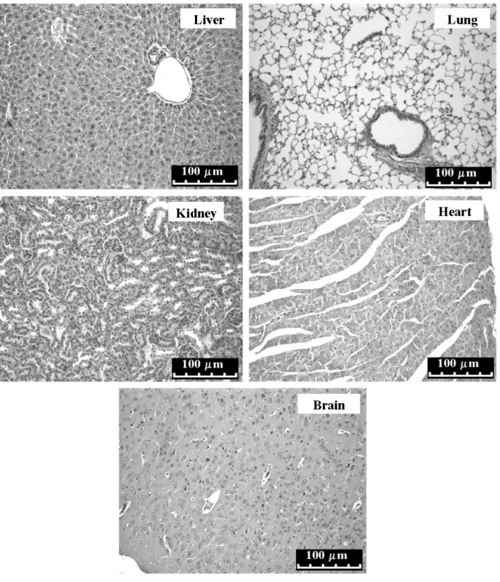 Figure 7. Liver, lung, kidney, heart and brain photomicrographs from a representative animal treated with  the antitumoral CV dose established  in vitro 