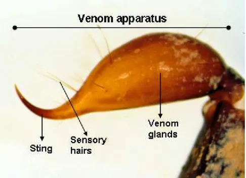 Figure 1. Overall lateral view of the telson of E. mingrelicus (taken with a dissecting  stereo microscope, 133x)