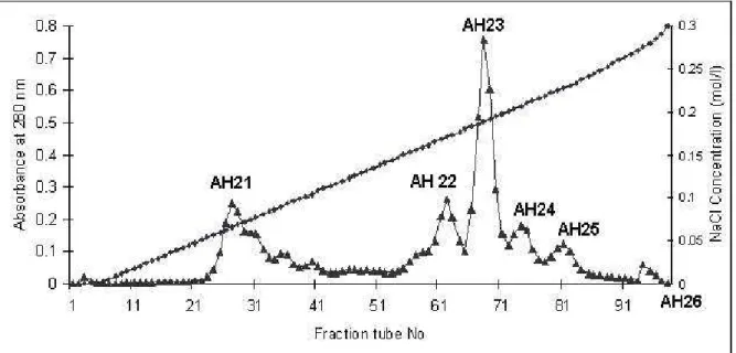Figure 2. DEAE-Sepharose chromatography of AH2 obtained from Sephadex G-50. 