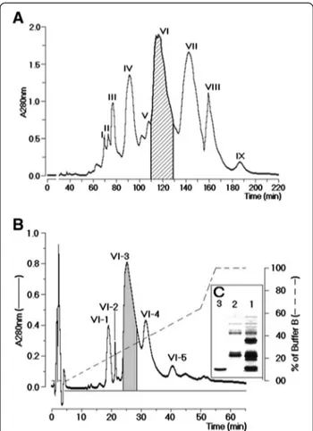 Figure 1 Fractionation of AmV. (A) Chromatography of whole protein extract from honeybee venom using a molecular exclusion column packed with Superdex®75