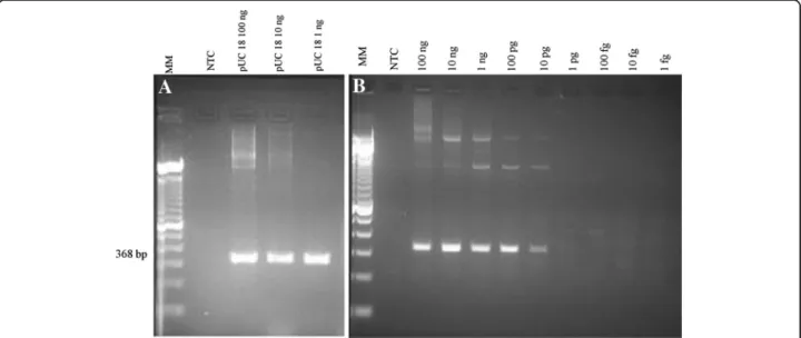 Figure 1 Preliminary test of P1 primer set and detection limit determination. (A) Preliminary test of primers P1f/P1r using different concentrations of pUC18