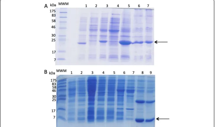 Fig. 2 SDS-PAGE showing the expression of pQE40HisrDHFRBa1 or pET28HisrBa1. a Gel of pQE40HisrDHFRBa1 expression