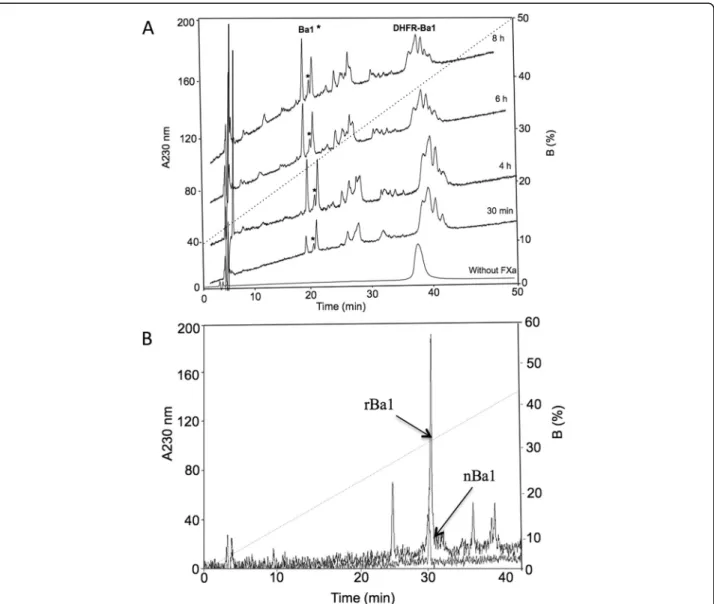 Fig. 5 rpHPLC separation of rBa1 from HisrDHFRBa1 and HisrBa1 using FXa. (a) Enzymatic hydrolysis of HisrDHFRBa1 using FXa where rBa1 (asterisk) was separated by rpHPLC (C 18 column) with a gradient from 10 to 60 % B in 50 min at 1 mL/min