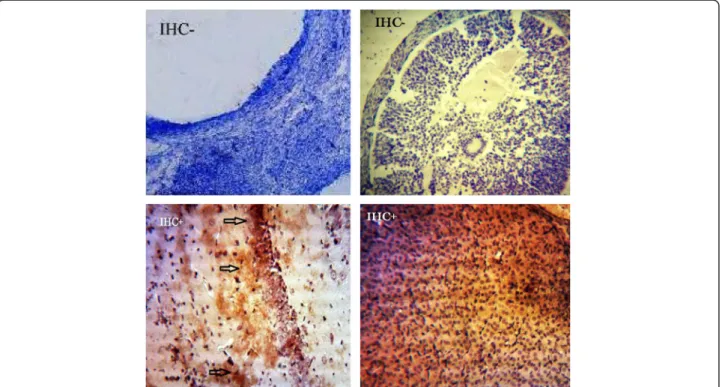 Figure 5 Negative and positive controls for COX-2 and VEGF. Negative controls were included in each experiment by incubating tissue sections with antibody dilution buffer instead of the primary antibody (antral follicle cells)