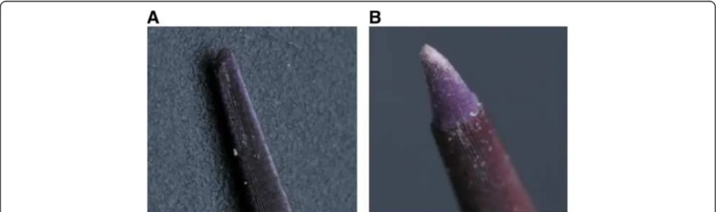 Figure 1 Photography of the Echinometra lucunter spine tip: (A) intact spine; (B) regeneration process.