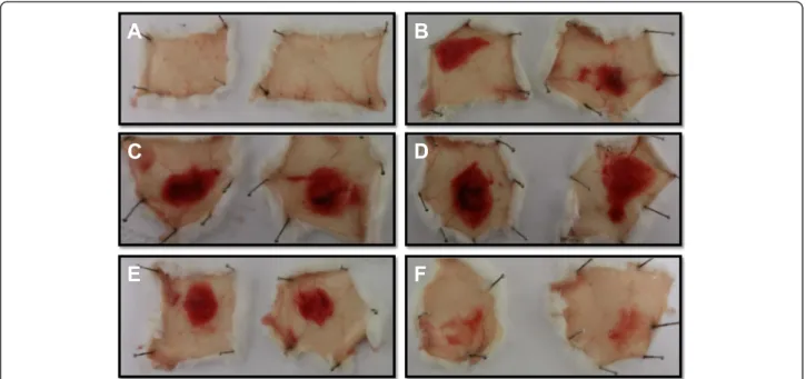 Fig. 9 Evaluation of the hemorrhagic activity of the MP from B. atrox venom. Samples (n = 2) were injected intradermally into the back of BALB/c mice, and after three hours, the animals were euthanized and had their skins removed to allow the observation o