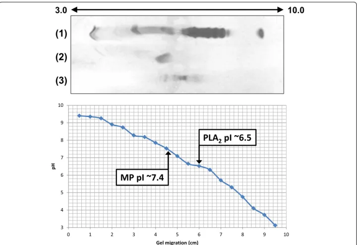 Fig. 6 Isoelectric focusing of the toxins isolated from B. atrox venom on a 7 % polyacrylamide gel