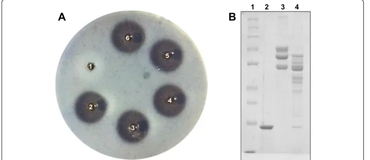 Fig. 8 Fibrin(ogen)olytic activity of the MP isolated from B. atrox venom. a Evaluation of the fibrinolytic activity on fibrin gel
