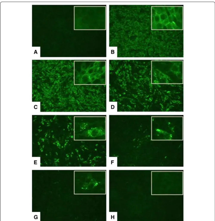 Figure 2 Effects of bufotenine from Anadenanthera colubrine on fluorescence inhibition test
