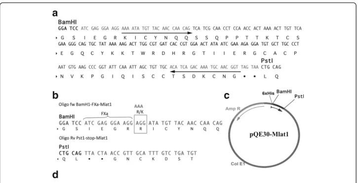 Fig. 1 Gene construction of the plasmid carrying HisrMlat1. a The nucleotide and amino acid sequence of HisrMlat1