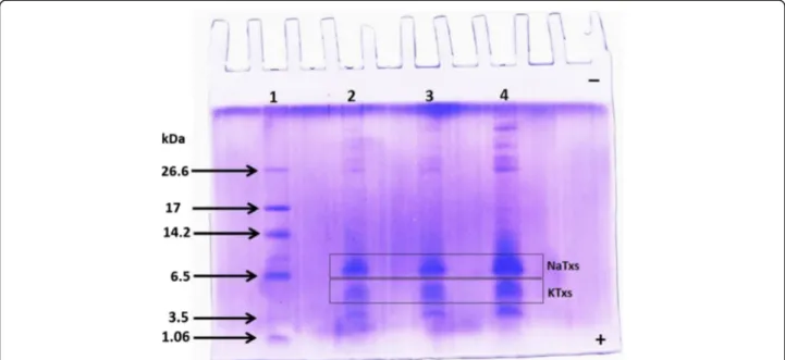 Fig. 1 Electrophoretic profile of the pooled Ts venom. Molecular mass markers (lane 1); pooled Ts venom: 10, 20 and 30 μg (lanes 2, 3 and 4, respectively).