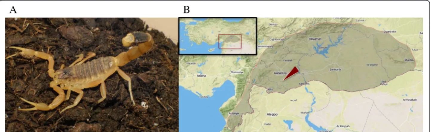 Figure 1 Leiurus abdullahbayrami in captivity (A) and its distribution in Turkey (B) represented by the dark area