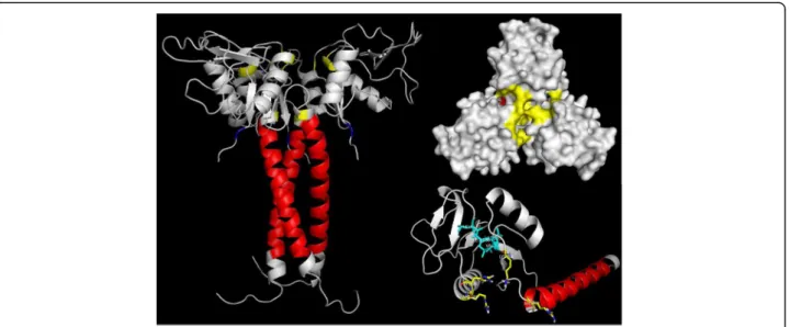 Fig. 1 In silico model of αBaltMIP trimer (available at Model Archive database under the DOI 10.5452/ma-a4btt) and αBaltMIP monomer (available at Model Archive database under DOI 10.5452/ma-a2iil) with a detailed view of the central pore (yellow), highligh