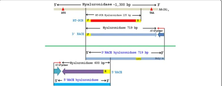 Fig. 1 The cloning strategies of Vespa tropica HAase (VesT2s). The 357 amino acid sequence of VesT2s was deduced by overlapping of the VesT2s HAase gene and determined by using RT-PCR and RACE-PCR