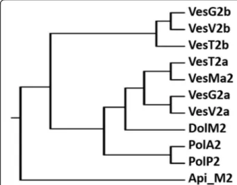 Fig. 4 Sequence alignment of the deduced amino acid sequence of Vespa tropica HAase with other allergen venom HAases