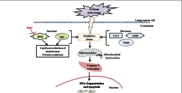 Fig. 10 Schematic diagram showing the mechanism by which toxic F3 fraction of Androctonus australis hector venom could induce apoptosis in non-small cell lung cancer NCI-H358