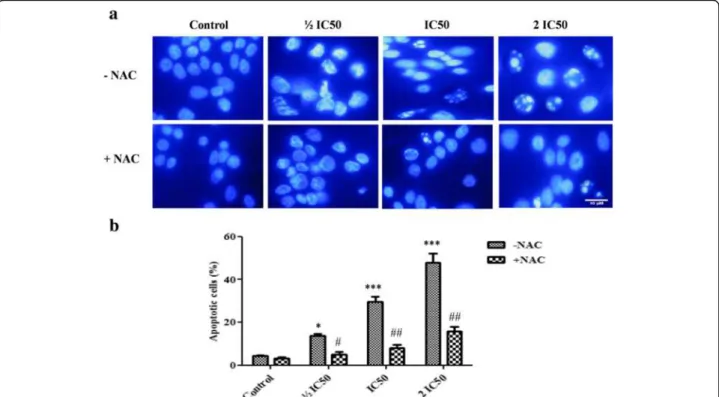 Fig. 4 Apoptosis induced by F3 fraction. a Apoptotic morphology changes of NCI-H358 lung cells 24 h after F3 fraction treatment (½ IC 50 , IC 50 and 2 IC 50 ) in the absence ( – NAC) or presence (+NAC) of N-acetylcysteine