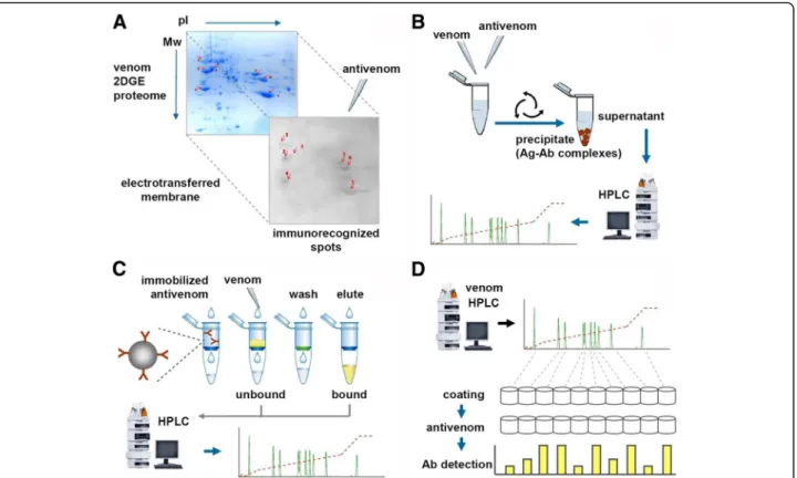 Fig. 3 Antivenomic analytical strategies. A schematic representation of immunological approaches that have been combined with proteomic analysis of snake venoms, aiming to assess the immunorecognition of venom components by antibodies present in a given an