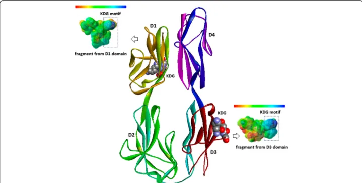Fig. 1 Losac three-dimensional molecular model shown as solid ribbons indicating the D3 (cell adhesion) and D1 domains