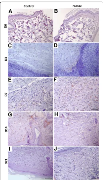 Fig. 3 Representative micrographies of PCNA immunohistochemistry.