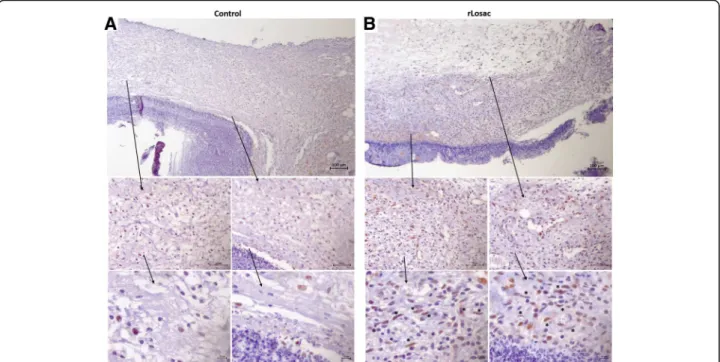 Fig. 4 Representative micrographies of immunohistochemistry for PCNA. Assessment of scar tissue by PCNA immunohistochemistry (proliferating nuclear antigen) from the group treated during the experiment period