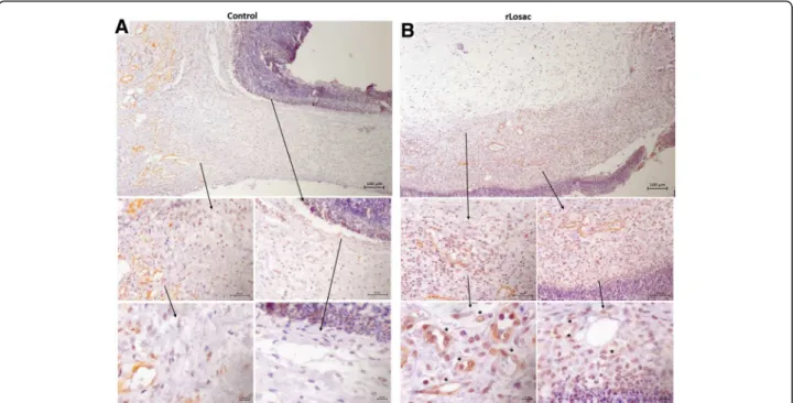 Fig. 6 Assessment of scar tissue by immunochemistry – α -SMA from the group treated during experimental period