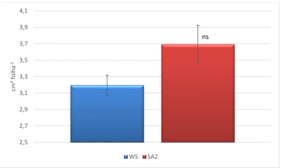 Figura 4. Área média por folha de oliveira sob défice hídrico (WS) e com tratamento com ácido salicílico (SA2)