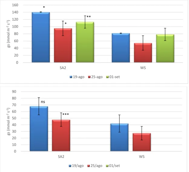 Figura 7. Condutância estomática durante a manhã (em cima) e ao meio-dia solar (em baixo) em folhas de oliveira sob  défice  hídrico  (WS)  e  com  tratamento  com  ácido  salicílico  (SA2)  obtidos  durante  o  3º  ciclo  de  défice  hídrico/recuperação: 