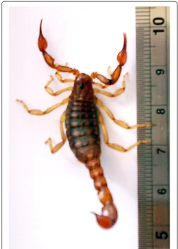 Fig. 1 Photo of a specimen of Hadruroides lunatus collected in Lima, Peru. This scorpion presents brown coloration and about 5 cm long