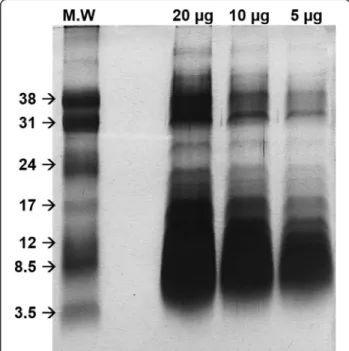 Fig. 2 SDS-PAGE 15 % of Hlsv. In lane 1, the low molecular weight marker. In the other lanes, 20, 10 and 5 μg of Hlsv under reducing conditions