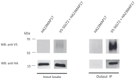 Fig. 3. In vitro interaction between SGLT2 and MAP17. HA23MAP17 is present in lysates (input) of cells transfected with pcDNA3.1 HA23MAP17 or cotransfected with pcDNA ENTR BP V5-SGLT2 and pcDNA3.1 HA23MAP17