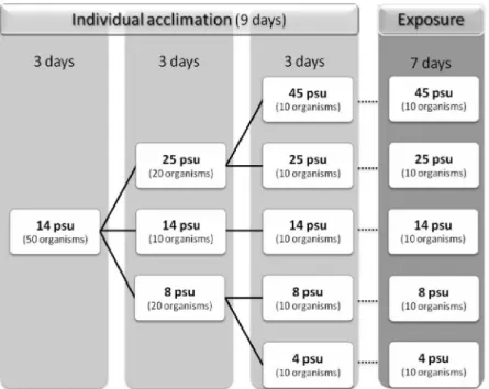 Fig.  III.2.  Schematic  representation  of  the  strategy  adopted  for  salinity  acclimation and exposure periods of crabs  from the cohorts of the Minho  and the Lima estuaries