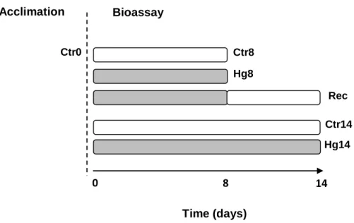 Fig.  6.  Experimental  design  adopted  to  study  the  effects  of  mercury  exposure  and  recovery  (rec) in Corbicula fluminea from Minho and Lima estuaries