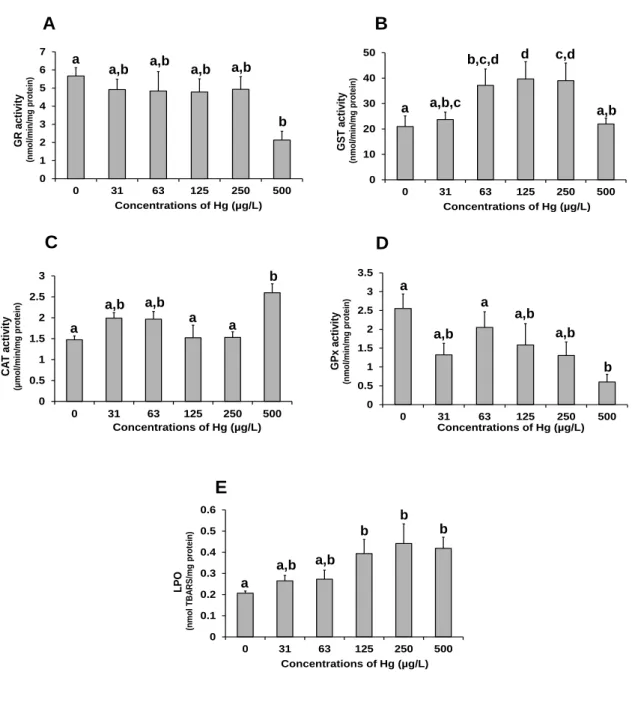 Fig.  5.  Effects  of  mercury  on  biomarkers  of  oxidative  stress  and  damage  of  Corbicula  fluminea