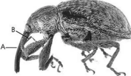 Figura  1.  Vista  lateral  de  um  curculionídeo  típico  (Anthonomus  grandis)  A – Rostro, B – Antenas genículo-clavadas (Foto: Projeto Táxon Line –  En-tomóloga Norma Giambarresi Ganho)