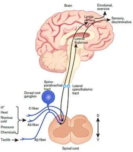 Figure 1- Pain circuits. Schematic overview of the main circuits mediating physiological pain
