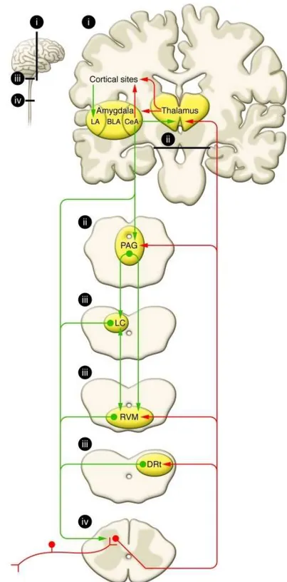 Figure  2-  Schematic  representation  of  pain  modularity  circuitry.  Nociceptive  inputs  enter  the  spinal  dorsal  horn  through primary afferent fibers that synapse onto transmission neurons