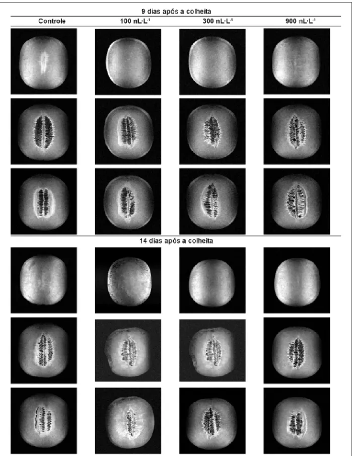 Figura 3. Imagens tomográficas de melão Galia ‘Solar King’ submetido a tratamento pós-colheita com 1-MCP e armazenado sob tempera- tempera-tura ambiente (24,5±0,9ºC e 86,4±7,9% UR)