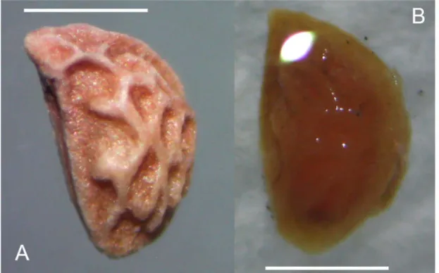 Figura 2. Sementes de R. sellowii antes (A) e após a imersão em água(B). Barra = 1mm. 