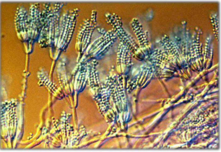 Figure  1.  Penicillium  fungus,  representative  of  the  Ascomycota  Phylum  (Source: 