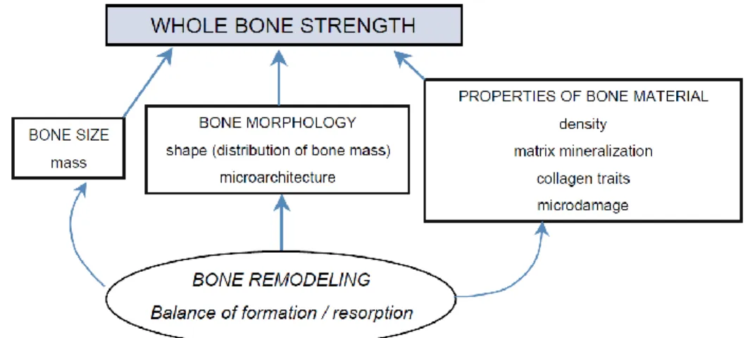 Figure 6. Determinants of whole bone strength (reproduced from Bouxsein [51]) 