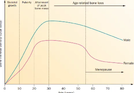 Figure 9. Overview of BMD changes throughout the life course (reproduced from Hendrickx et al.[123]) 