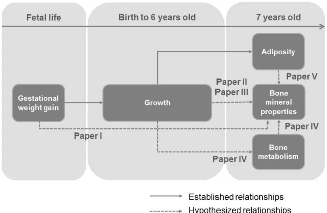 Figure 11. A conceptual framework of the effects of growth on childhood bone status 