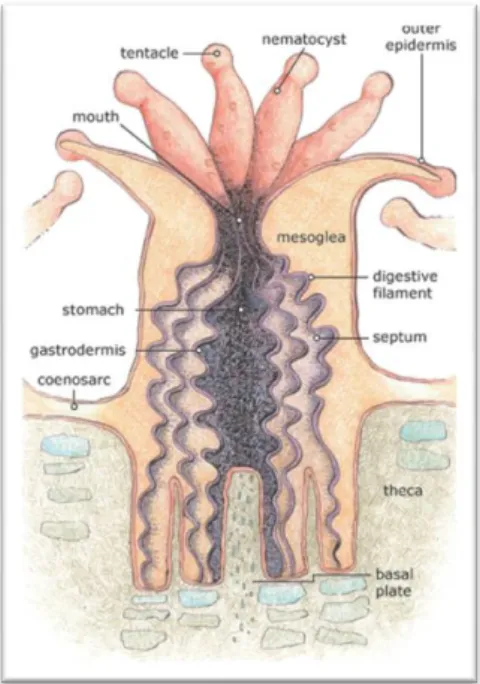 Figure 1 – Basic anatomy of a hard coral polyp. Artwork Credit: NOAA/Gini Kennedy 