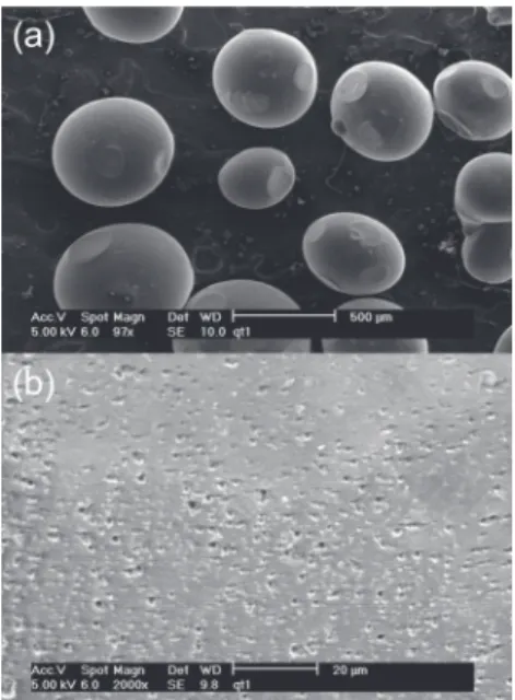 Figura 4. Microfotografia das microesferas de quitosana (a). Porosidade externa média de uma  microesfera de quitosana (b)