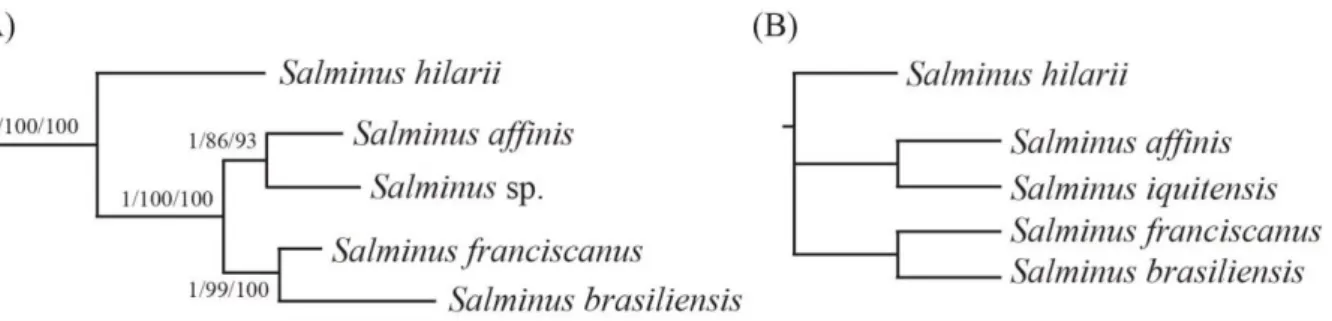 Figura 4  – Relações intragenéricas entre as espécies de  Salminus, (A) baseadas em dados moleculares (ABE et  al., 2014) e (B) dados morfológicos (LIMA, 2006)