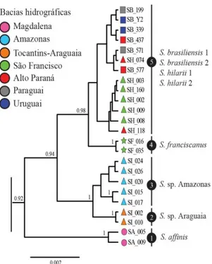 Fig.  4.  Topologia  de  IB  do  marcador  RAG2  com  24  sequências  (926  pb).  Símbolos  representam  as  quatro  espécies  nominais:  S