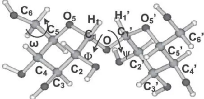 Figura 1. Trealose:  α -D-glicopiranosil-(1 → 1)- α -D-glicopiranose, ângulos diedros  Φ  (O 5 -C 1 -O-C 1 ’) e  Ψ  (C 1 -O-C 1 ’-O 5 ’) da ligação glicosídica e  ω,  que define a orientação do grupo hidroximetilênico